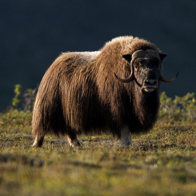 A muskox bathing in a golden stream of sunlight