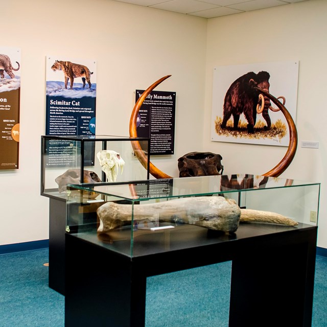 An image of the Bering Land Bridge Visitor Center featuring replica skulls in display cases.