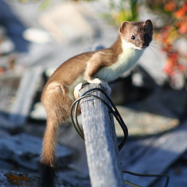 A small weasel balances on a piece of woody debris from a collapsed building.