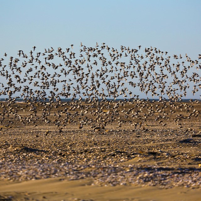 A large flock of birds in flight over a rocky beach.