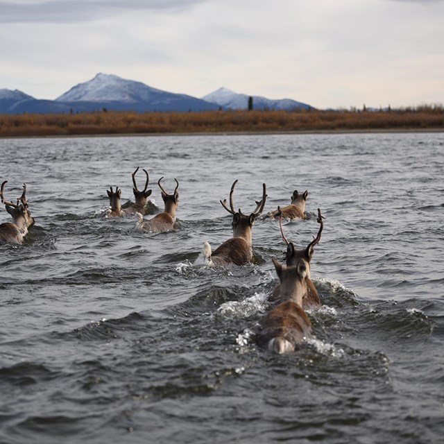 Several caribou swimming across a river