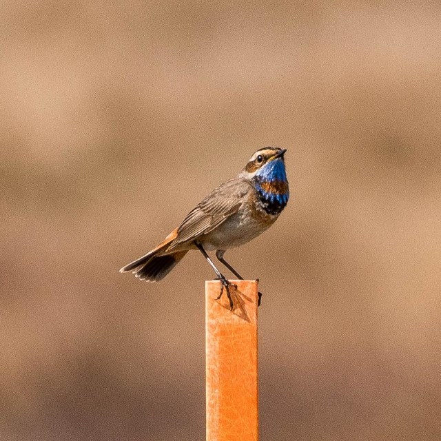 A Siberian bluethroat perched on an orange pole.