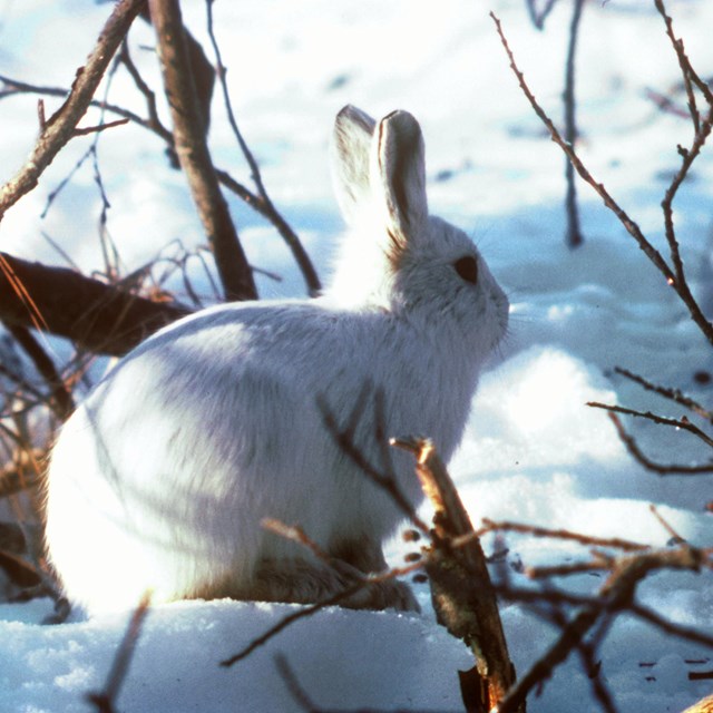 A white hare sitting amongst snow and branches.