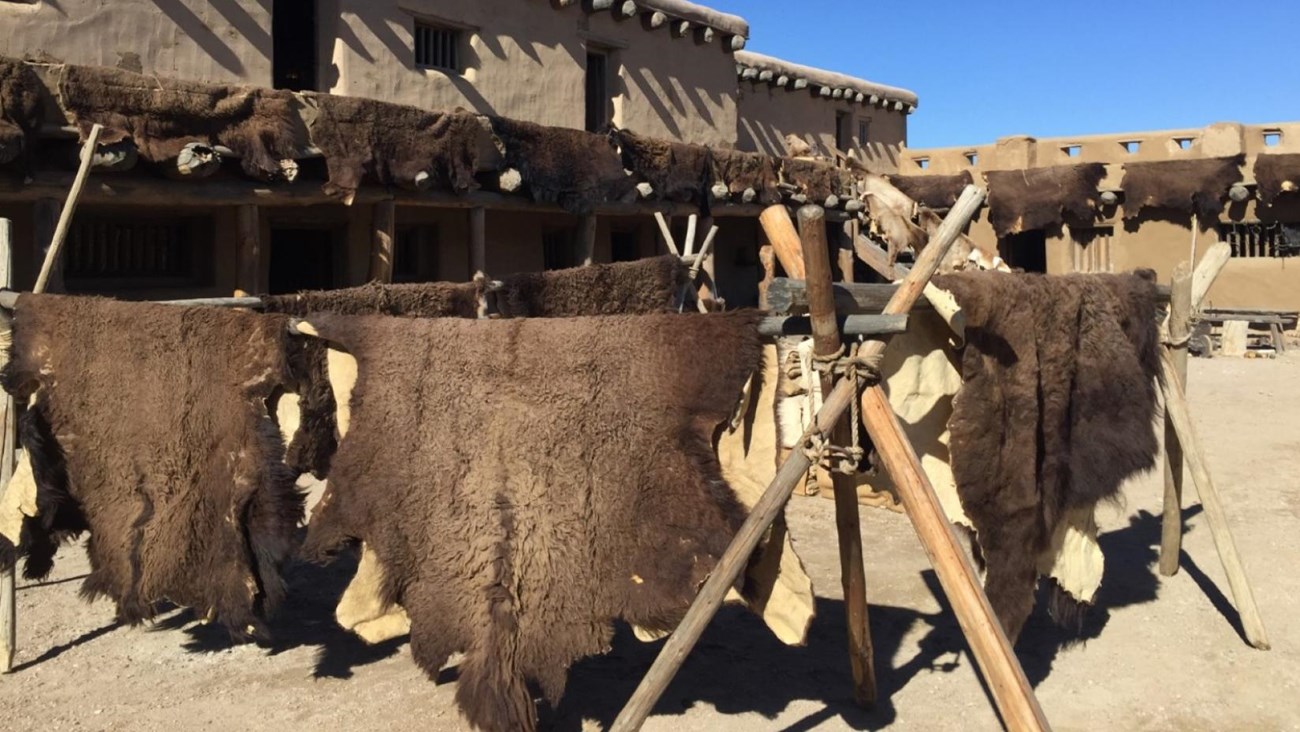 Bison robes arrayed in a courtyard