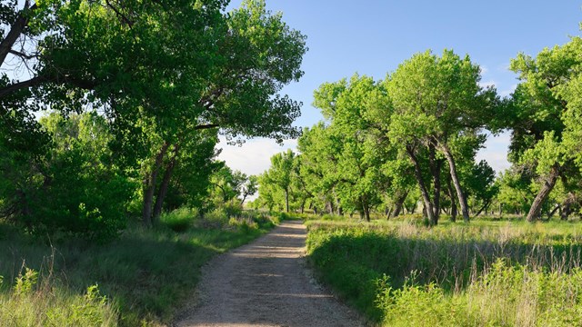 a gravel travel through a tree-covered flood plain.