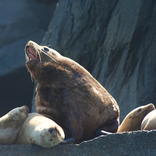 learn about Cooperative Transboundary Bering Sea Steller Sealion Surveys