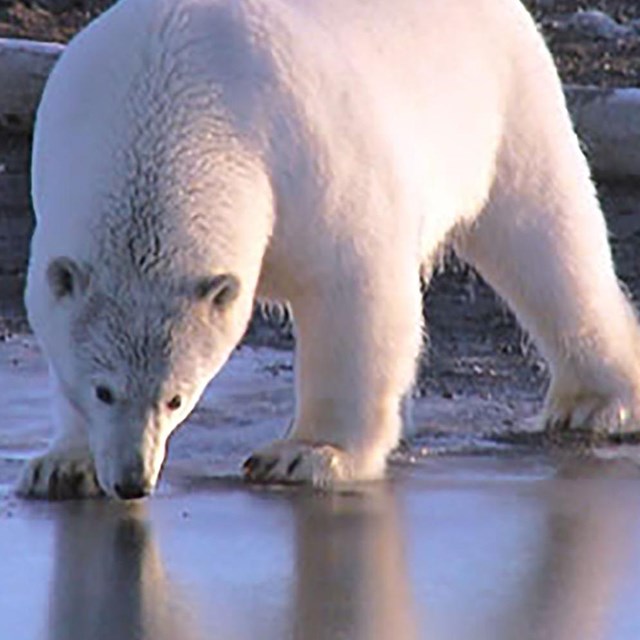 This project aids Alaska Nannut Co-Management Council (ANCC) work in managing polar bear subsistence