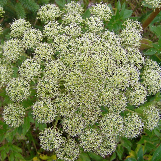 Close up of white flowers of Seacoast Angelica 