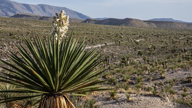 Big Bend Photo Galleries