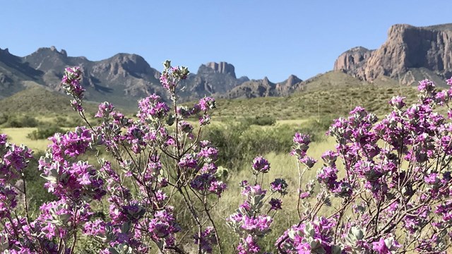 Blooming sage and distant mountains.