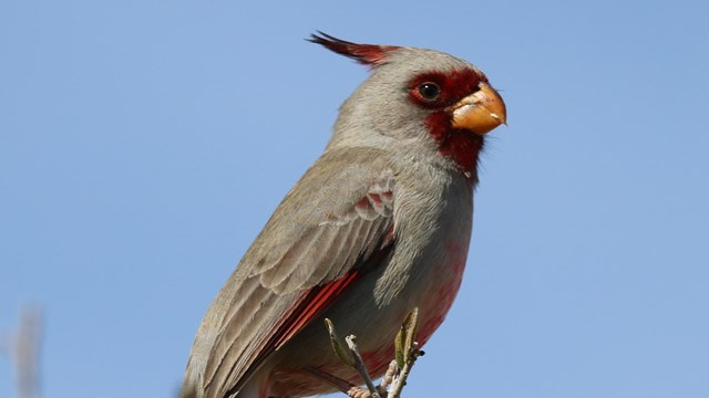 A pyrrhuloxia resting on mesquite branches. 