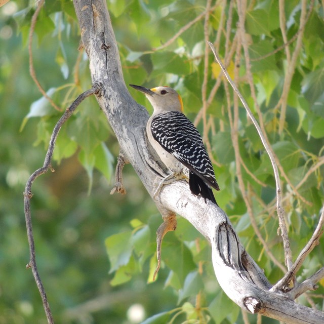 A Golden-fronted Woodpecker sits on a limb of a cottonwood tree.