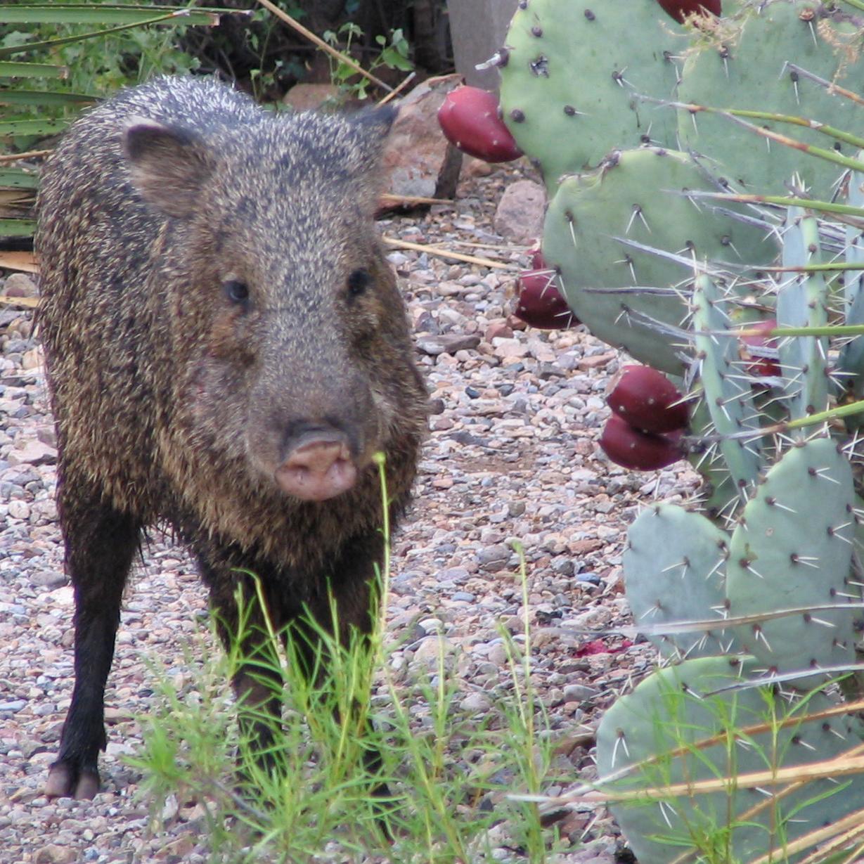 Collared peccary, or Javelina, posing next to a prickly pear cactus.