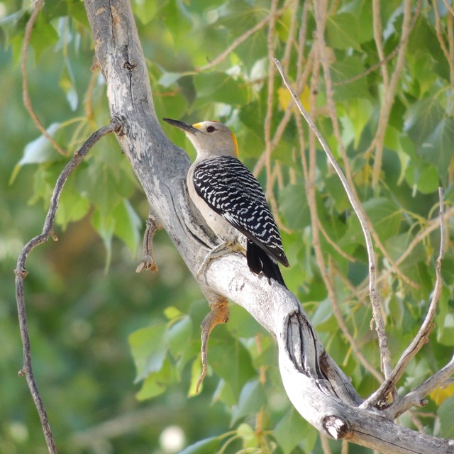 A Golden-fronted Woodpecker sits on a branch of a cottonwood tree.