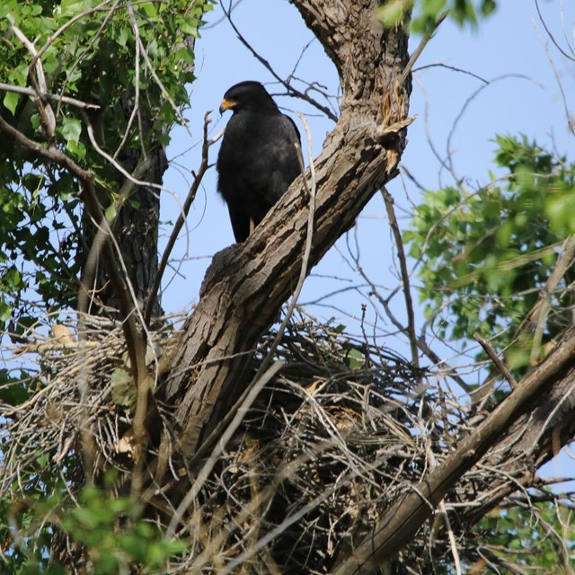 A large black birds sits on a tree branch, holding a glow worm in its foot.