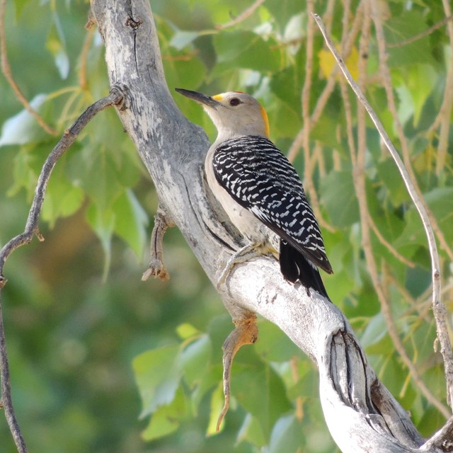 A Golden-fronted Woodpecker sits on a branch of a cottonwood tree.