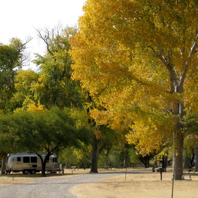 A silver RV sits in a campsite under cottonwood trees.