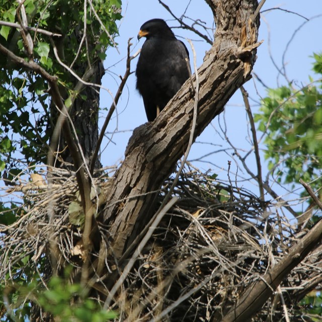 A large black bird sits on a cottonwood tree branch over a nest.
