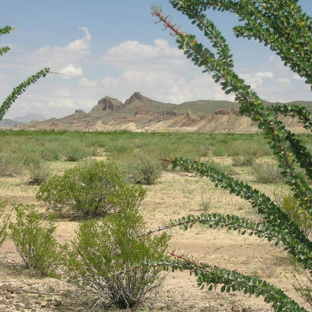 Green ocotillo plants frame a distant desert view.