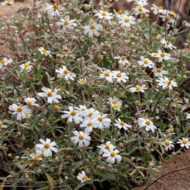 A small bunch of white-flowered blackfoot daisies.