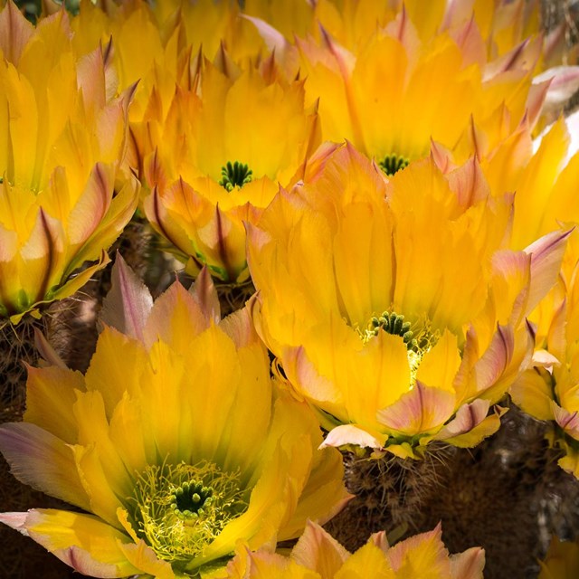 Bright yellow, bowl-shaped flowers of a rainbow cactus.