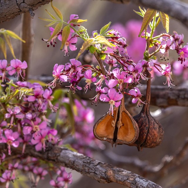 Pink flowers clusters and a brown seed pod on a Mexican Buckeye.