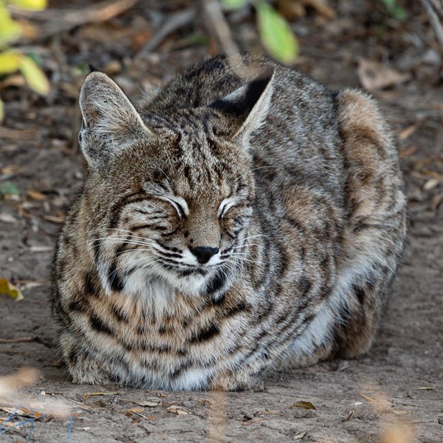 A bobcat lays on the ground with its eyes closed.