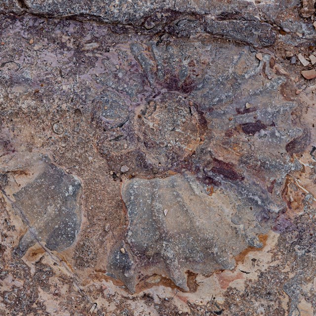 A coiled fossil embedded in stone. 