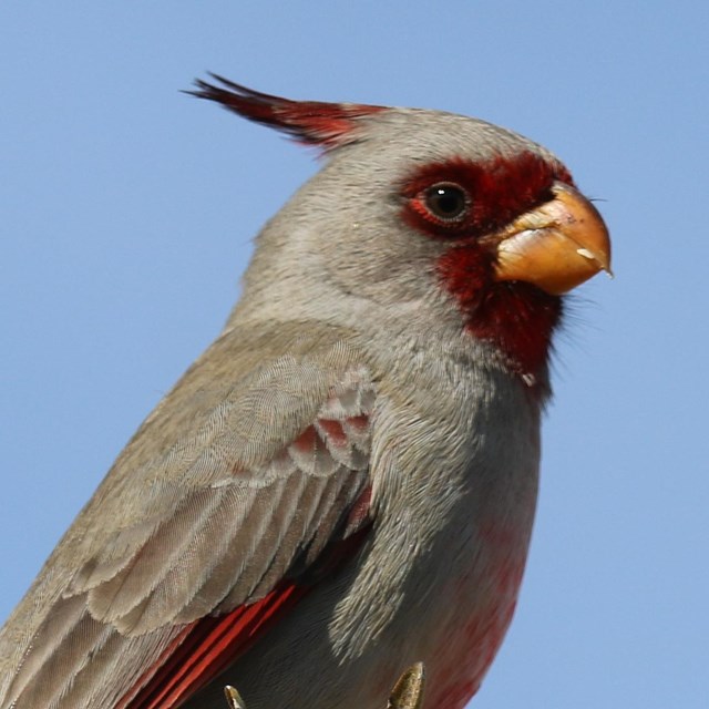 Big Bend Birds