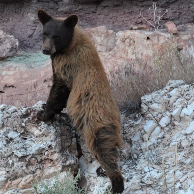 Yearling cub climbing a rock in the park.