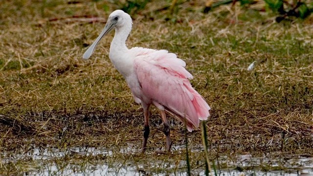 A Roseate Spoonbill wading through flooded grass.