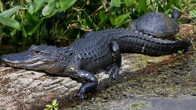 An alligator lying on a log with a turtle on the log next to its tail.