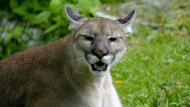 A close-up of a Florida Panther's face with its mouth open.