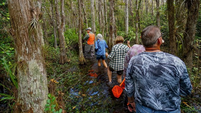 Group of people hiking in water through cypress swamp