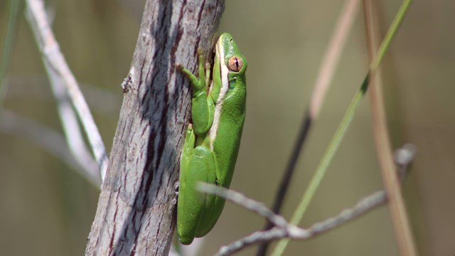 A Green Treefrog clinging to a branch.