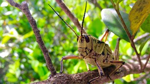 An Eastern Lubber Grasshopper sitting on a tree branch.
