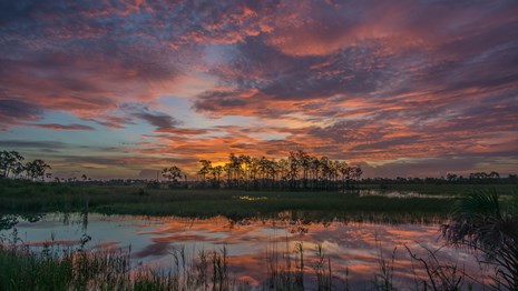 colorful sunset over a cypress swamp