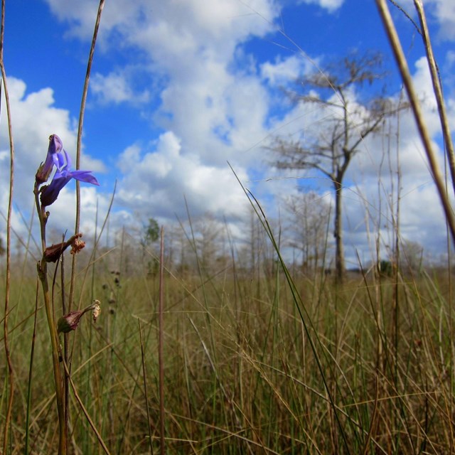A purple flower in front of a grassy prairie