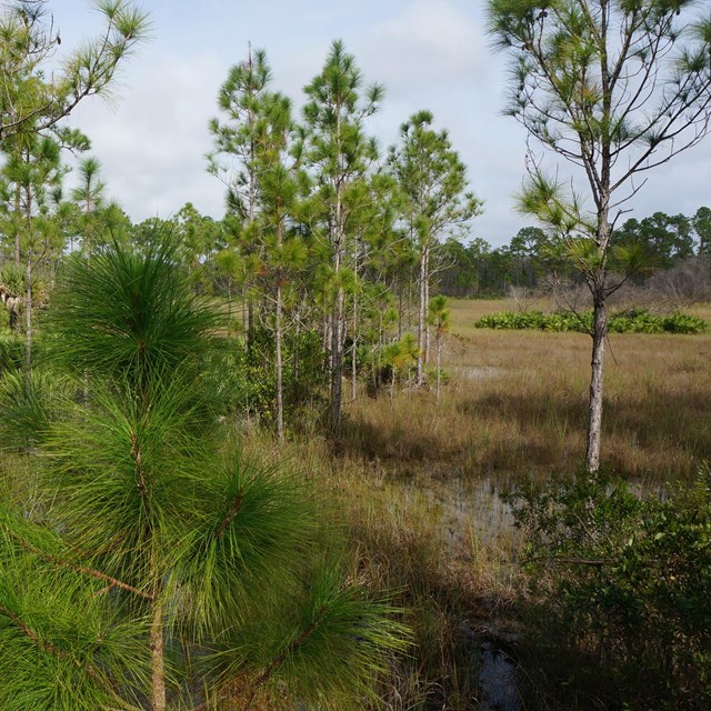 Pine trees in front of a yellow grass prairie
