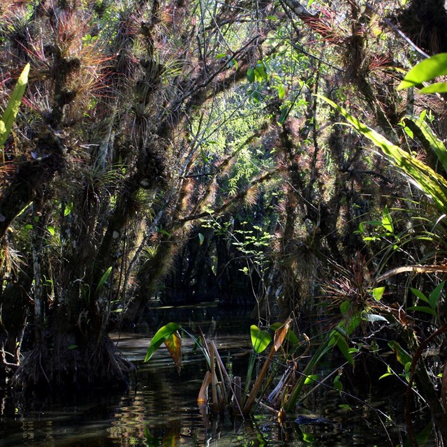 A picture of cypress trees sitting in water and covered in ferns and airplants.