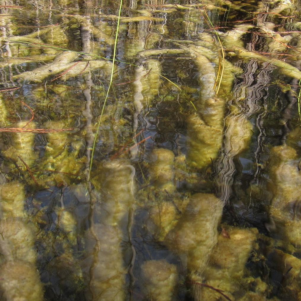 Periphyton distorted underneath clear water. 