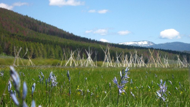 Tipi poles site in a field of purple blooming flowers with snow capped mountains in the distance.