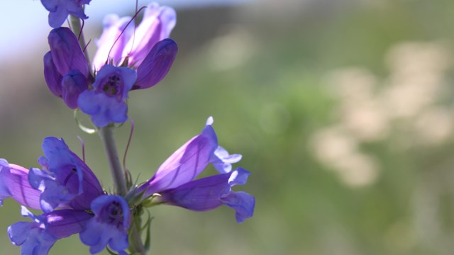 close up photo of a purple flower with an artistically blurred out background.