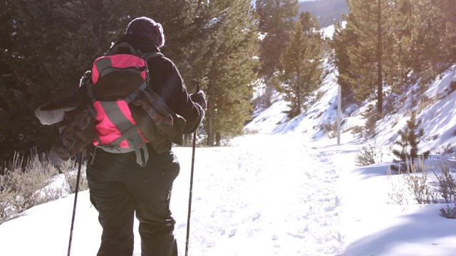 A women from the back cross country skiing on a trail.