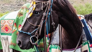 Appaloosa horse with traditional Nez Perce ceremonial garb.