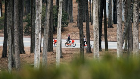 View looking through trees at three people riding orange e-bikes