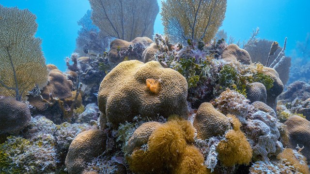 an underwater photograph of several types of coral.