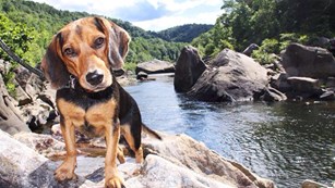 dog with leash standing on a rock in the river