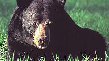 Tips to keep yourself safe during a bear encounter