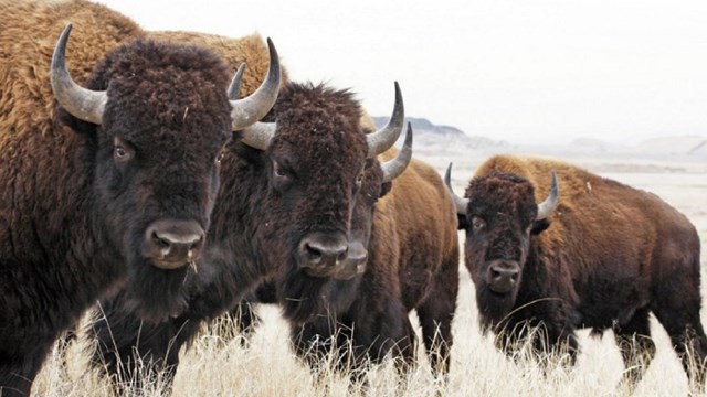four large fuzzy bison stand in a group, they are facing the camera
